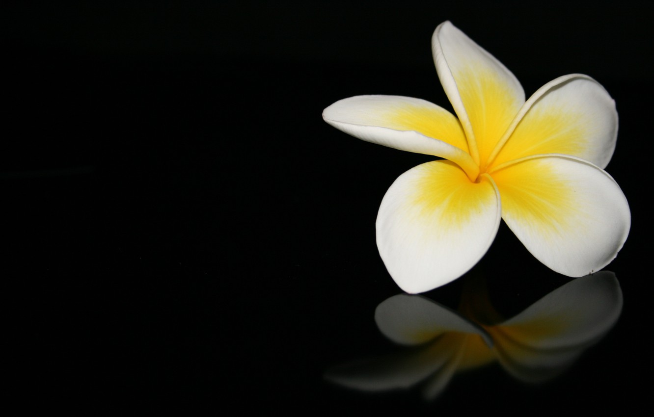 Photo Wallpaper Flower, Macro, Reflection, Black Background, - Frangipani - HD Wallpaper 