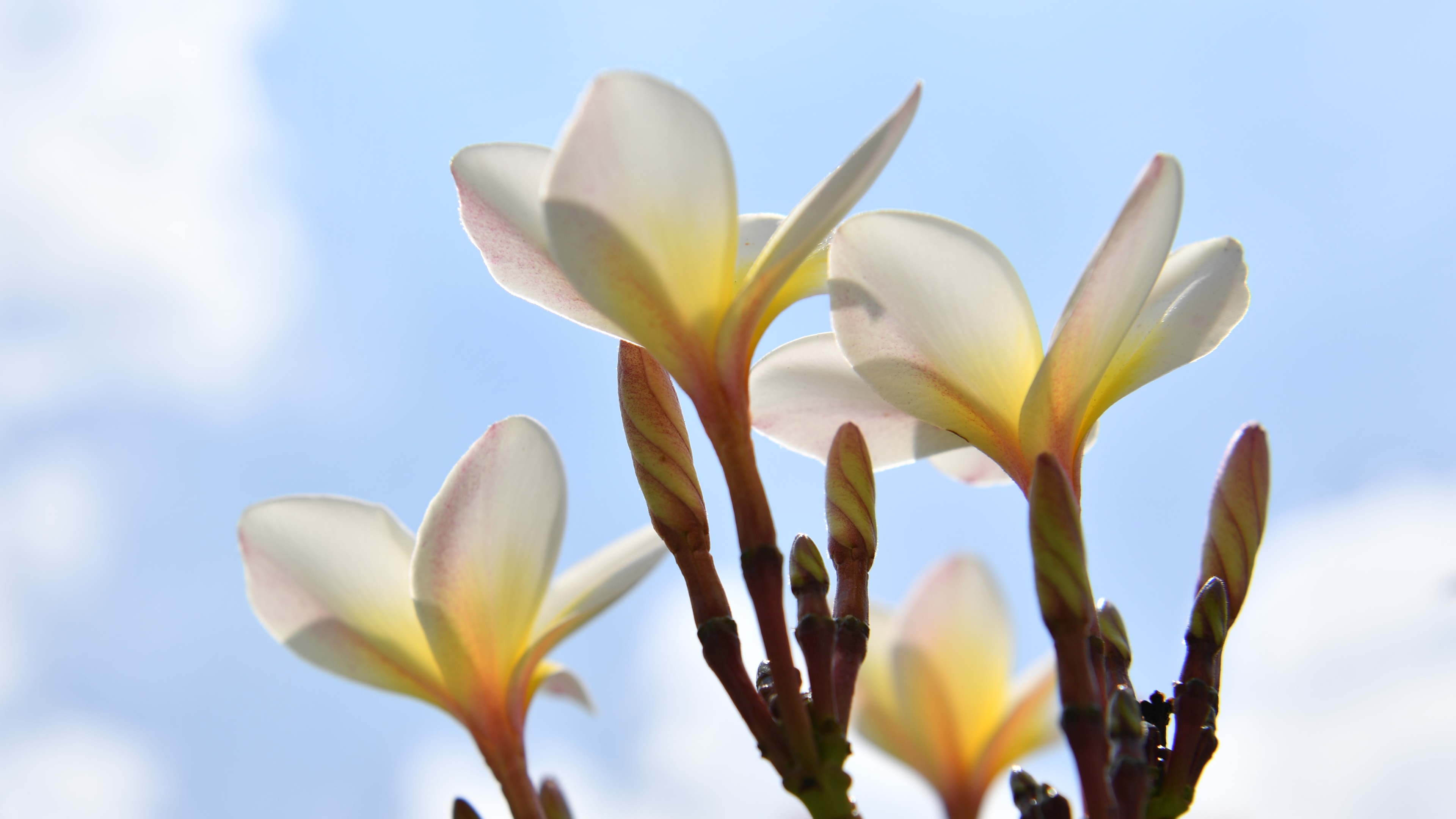 Wallpaper Plumeria Under The Blue Sky - Under Plumeria - HD Wallpaper 