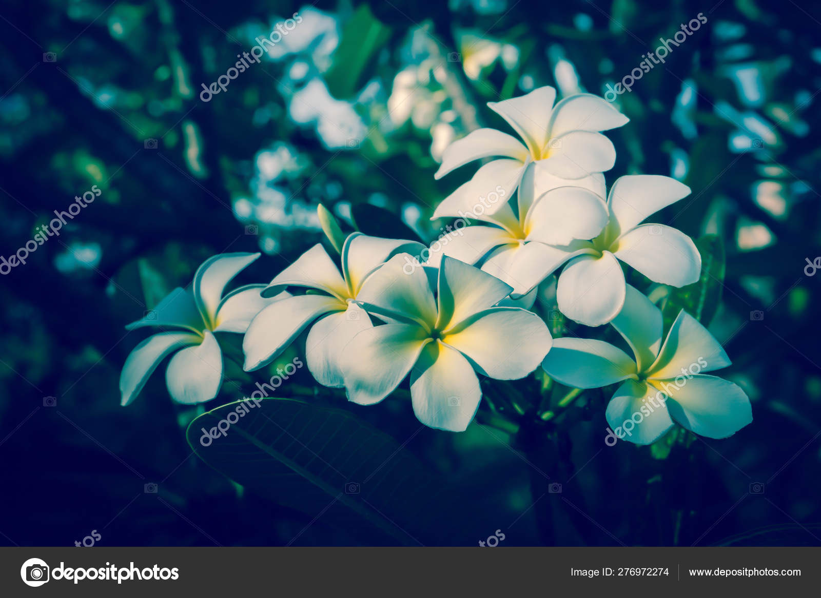 Frangipani - HD Wallpaper 