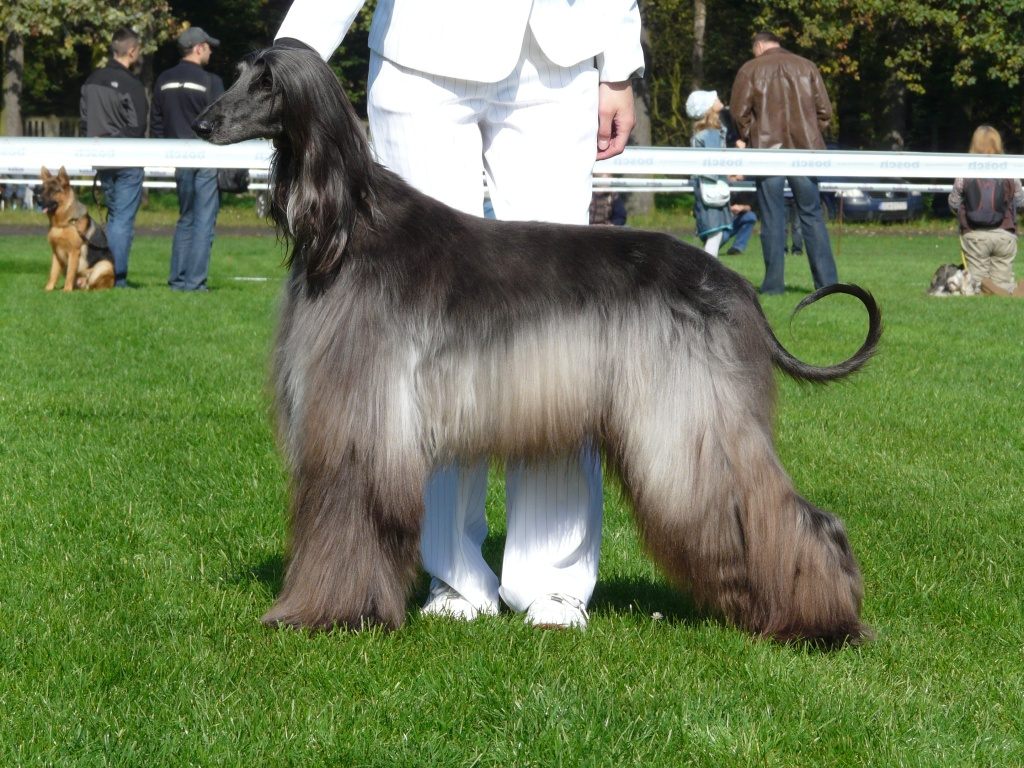 Afghan Hound On Dog Show Photo And Wallpaper - Show Afghan Hound - HD Wallpaper 