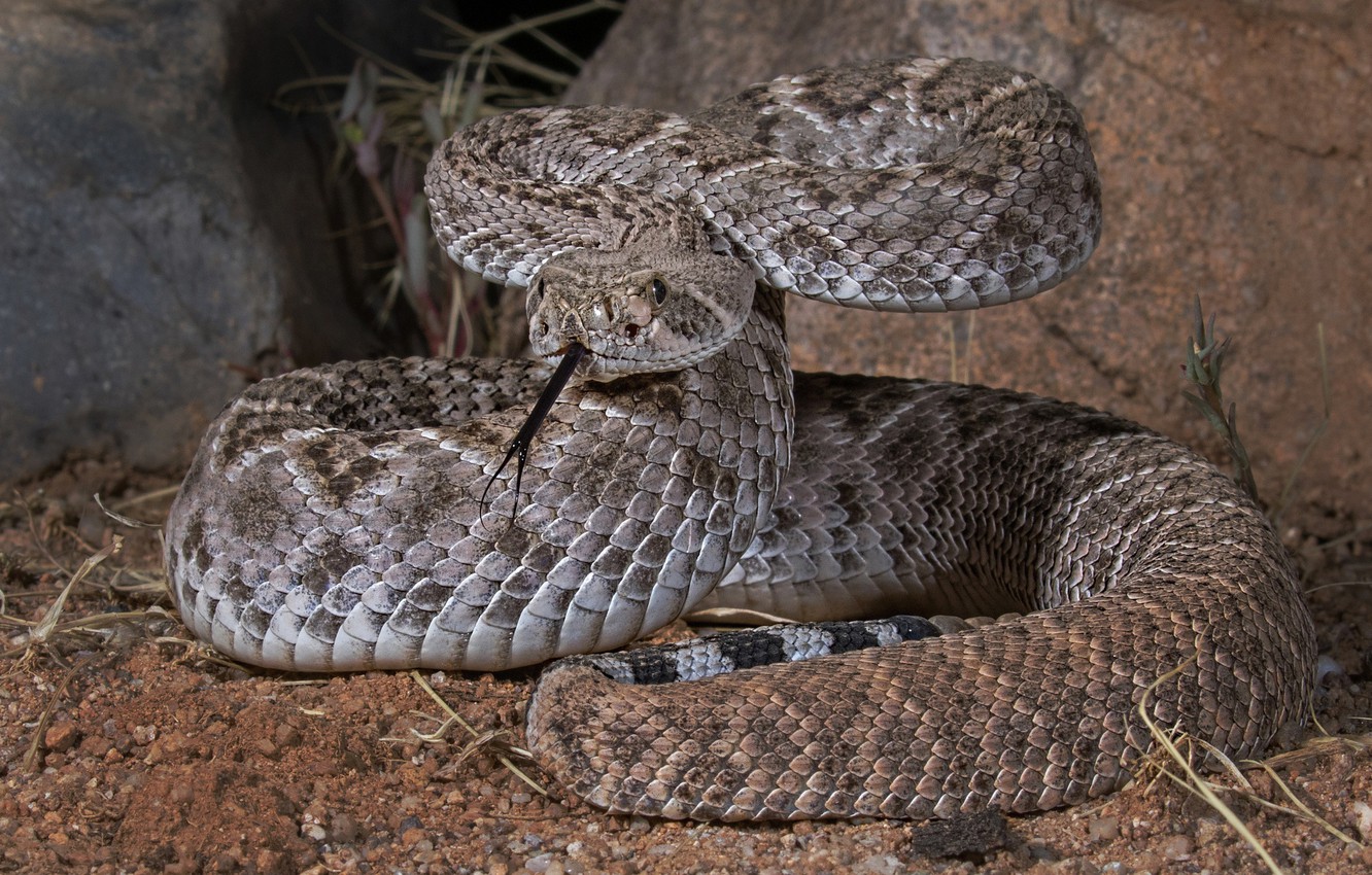 Photo Wallpaper Snake, Reptile, Texas Sidewinder - Western Diamondback Rattlesnake - HD Wallpaper 