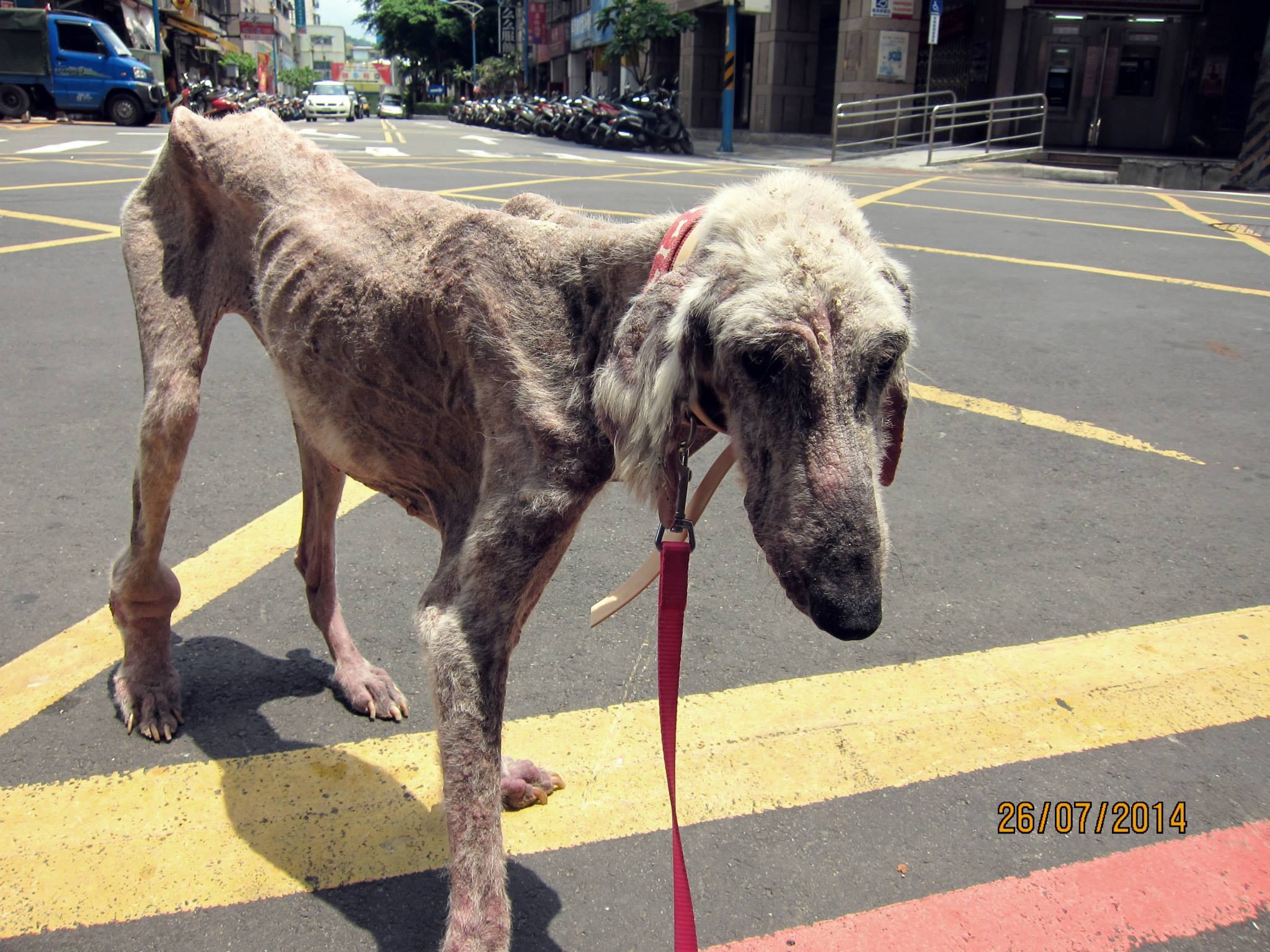 Afghan Hound Pics, Animal Collection - HD Wallpaper 