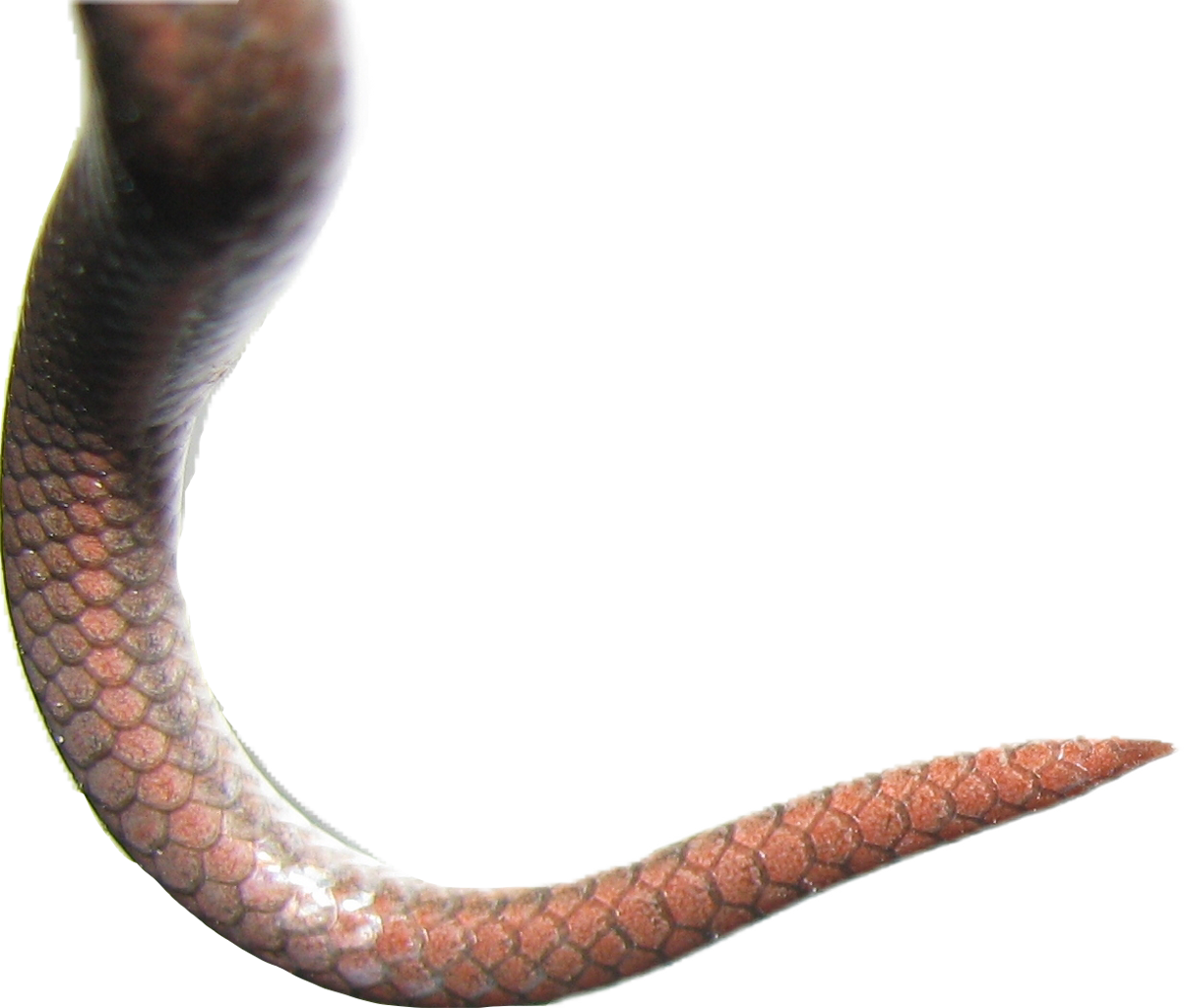 Snake Scales Png - HD Wallpaper 