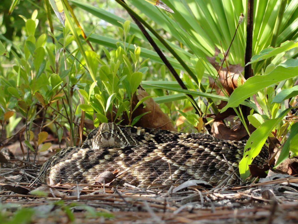 Diamondback Rattlesnake Wallpaper - HD Wallpaper 