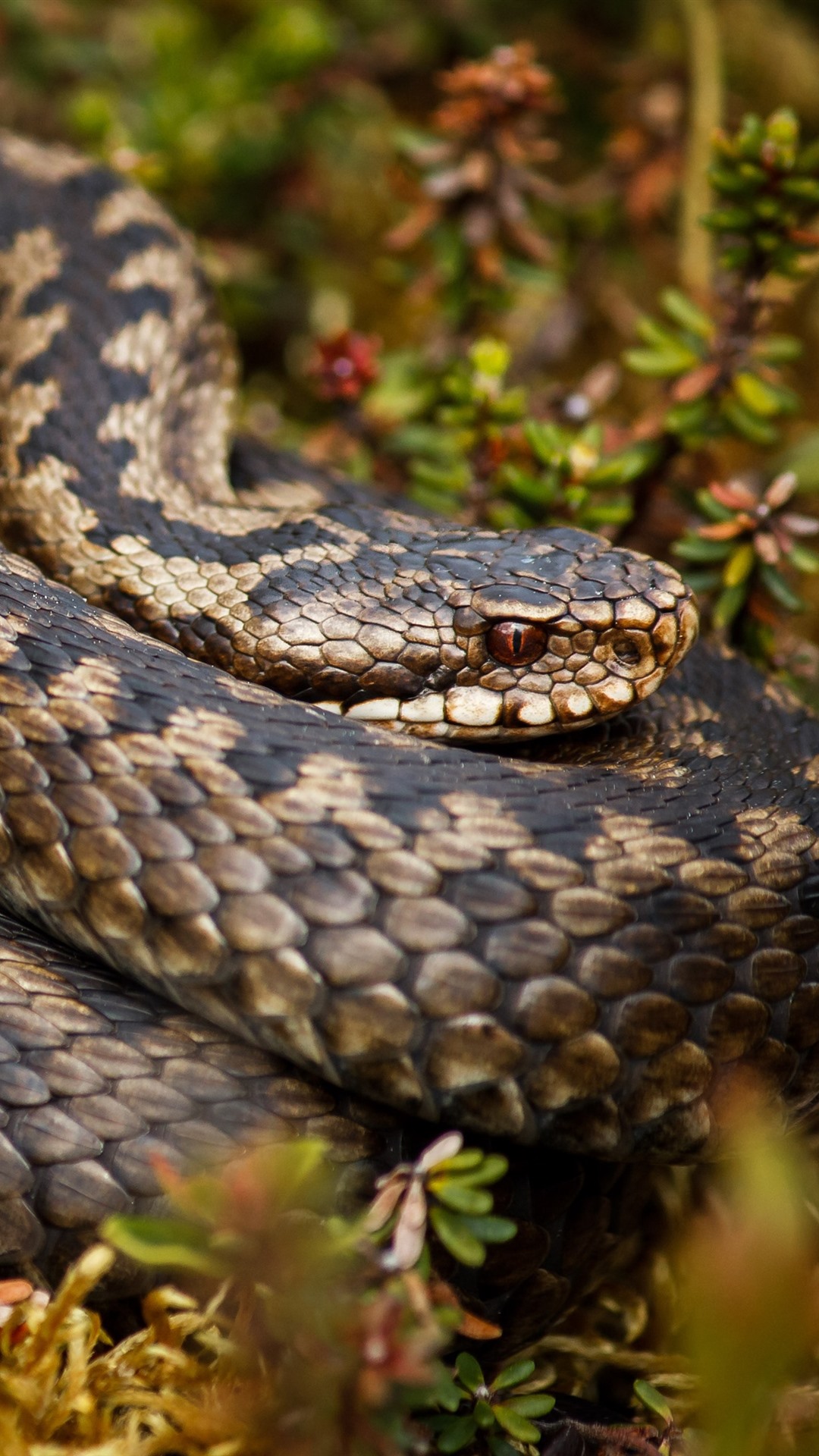 Iphone Wallpaper Dangerous Animal, Rattlesnake - Rattlesnake 4k - HD Wallpaper 