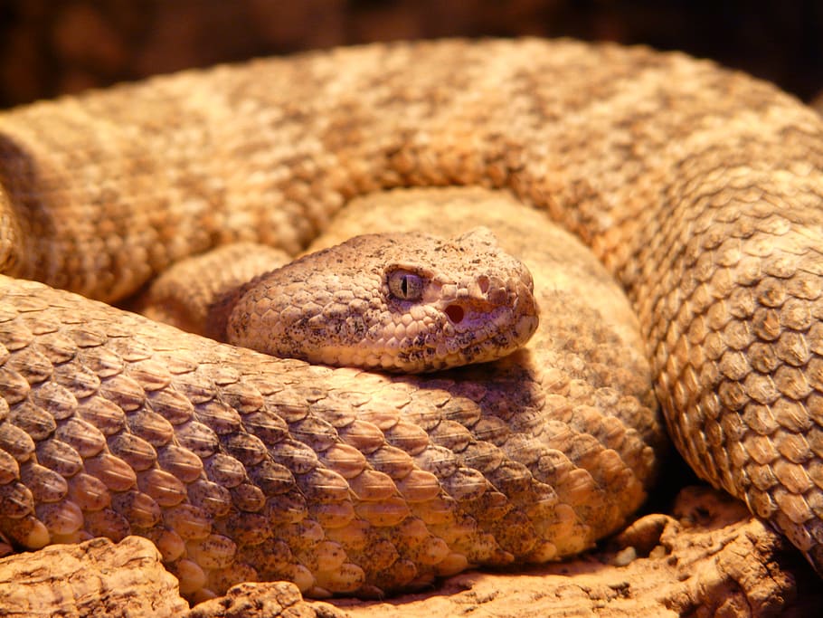 Spotted Rattlesnake, Crotalus Mitchellii, Terrarium, - Snakes Dangerous - HD Wallpaper 