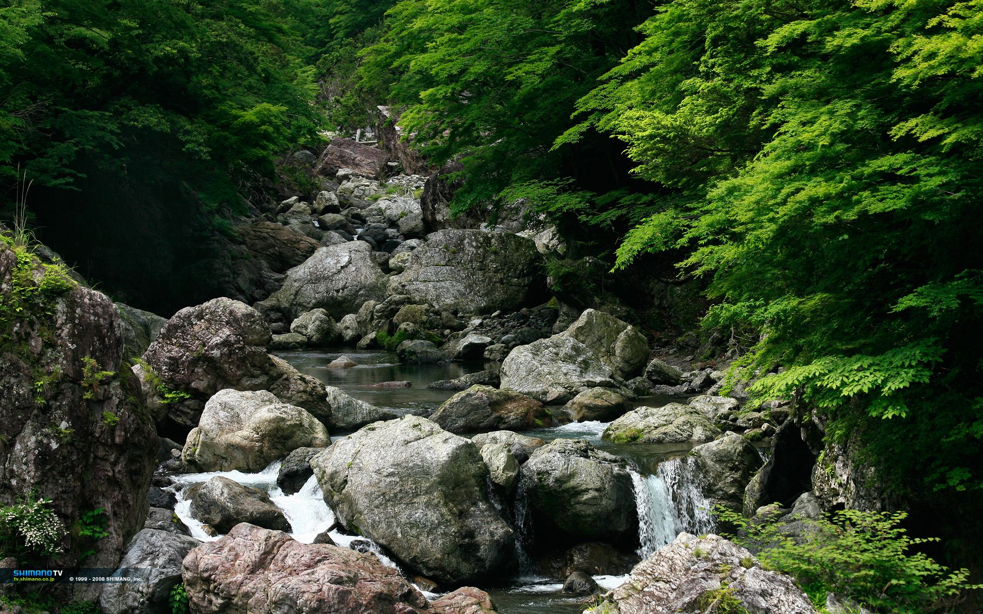 Shimano Wallpaper - HD Wallpaper 