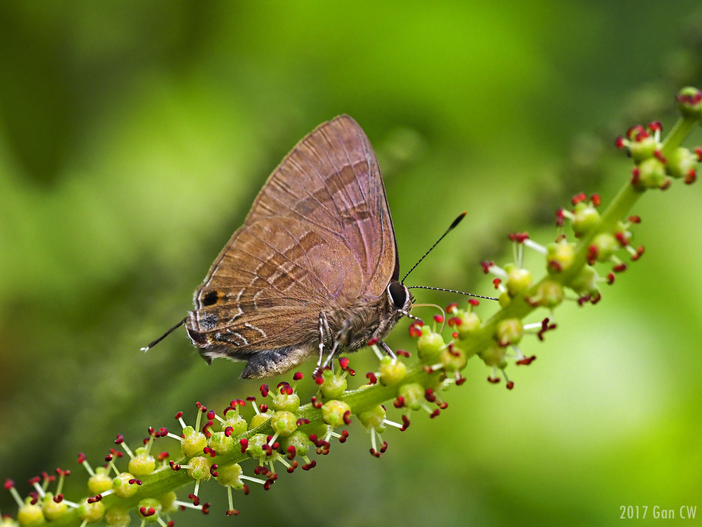 Small Mountain Ringlet - HD Wallpaper 