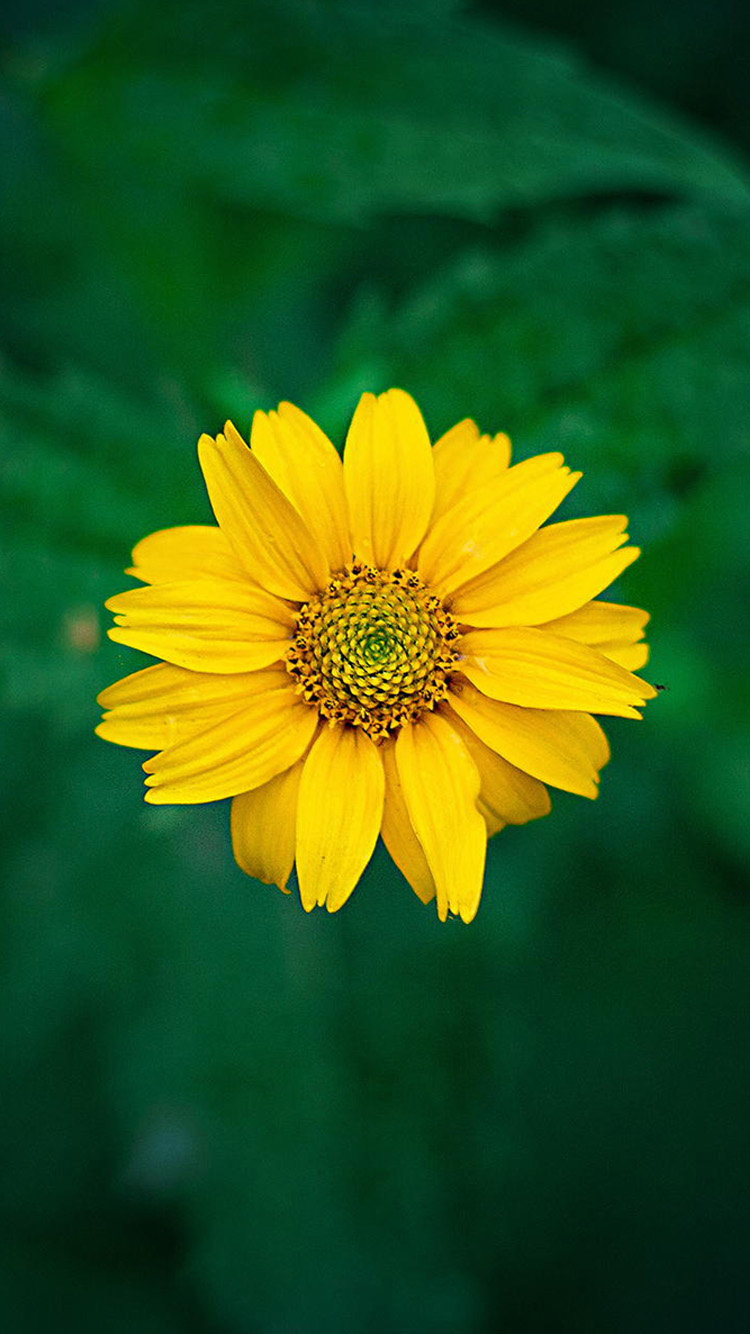 Flower Iphone Wallpaper Hd - Iphone 6 Hd Wallpaper Flower - HD Wallpaper 