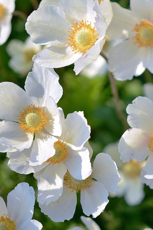 White, Flower, Plant, Flowers, Nature, Macro - Iphone Wallpaper White Flower - HD Wallpaper 
