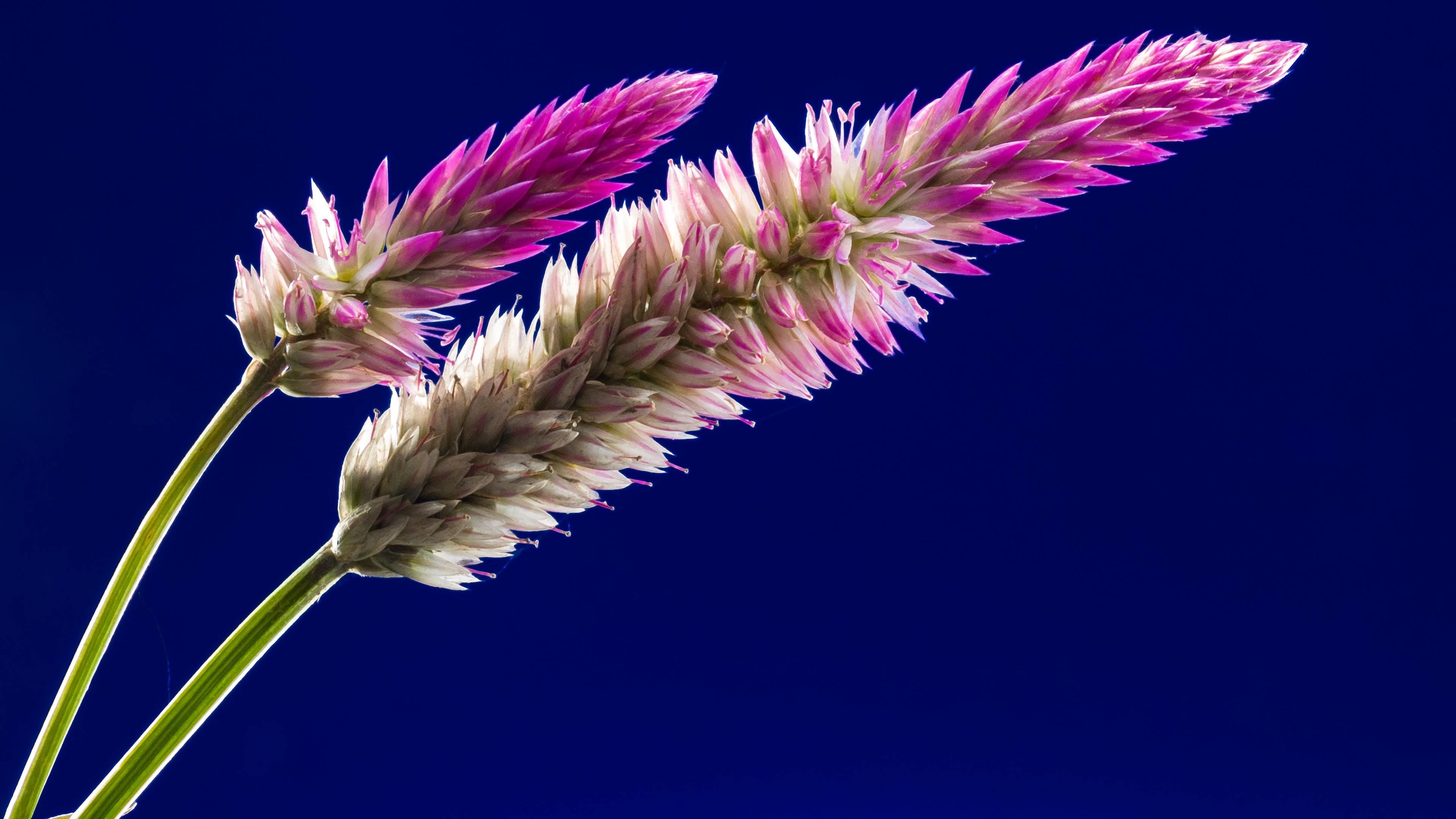 Flora Flowers Stock 4k - 3840x2160 Wallpaper Flora Flowers Stock 4k - 3840x2160 Wallpaper