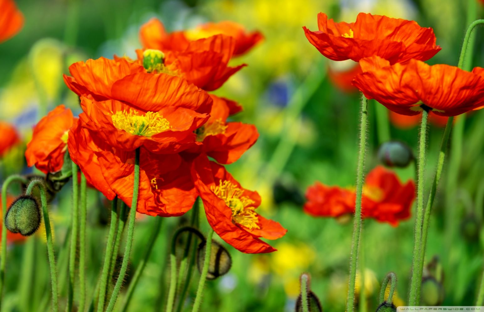 Iceland Poppies Orange Flowers Field ❤ 4k Hd Desktop - 鼠 年 大 年 初 六 六 大 顺 - HD Wallpaper 