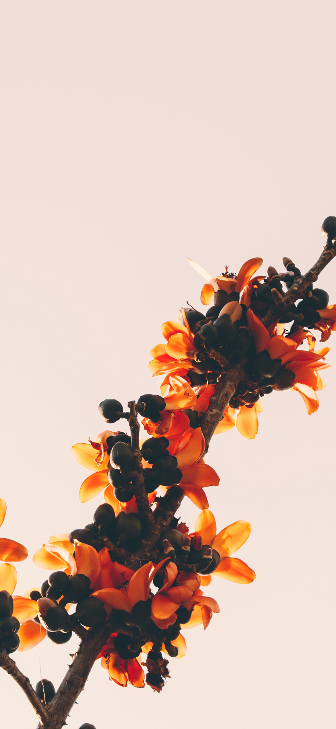 Hd Iphone X Wallpaper Flowers - HD Wallpaper 