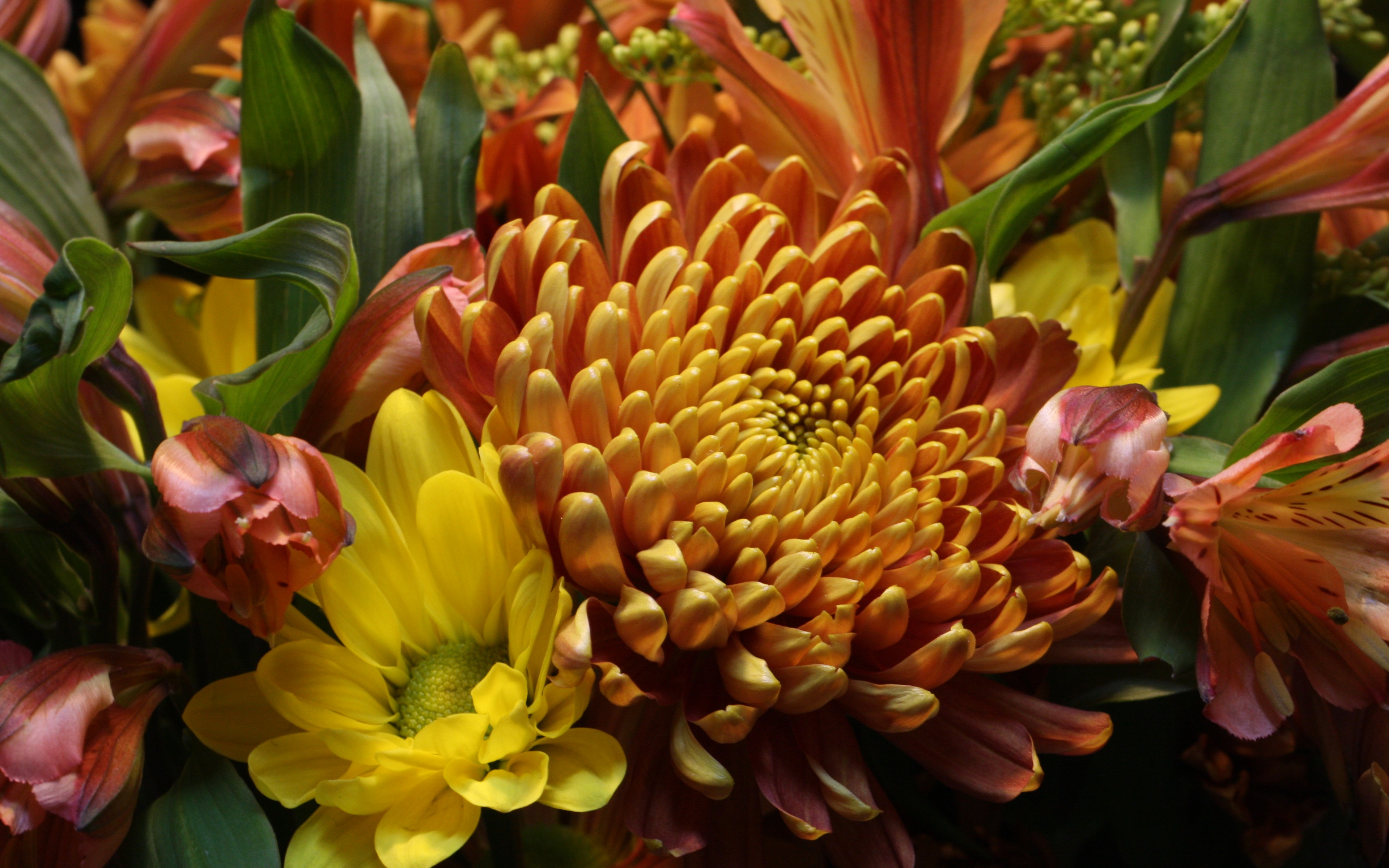 Chrysanths - HD Wallpaper 