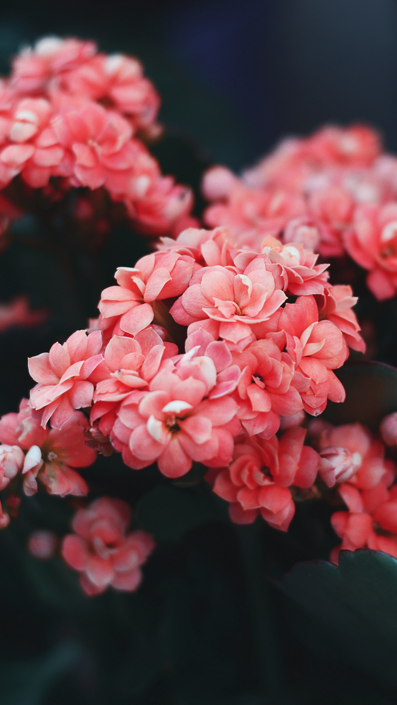 Wallpaper Flowers, Pink, Bloom, Bush, Wild Flower - Flower Iphone 8 Backgrounds - HD Wallpaper 