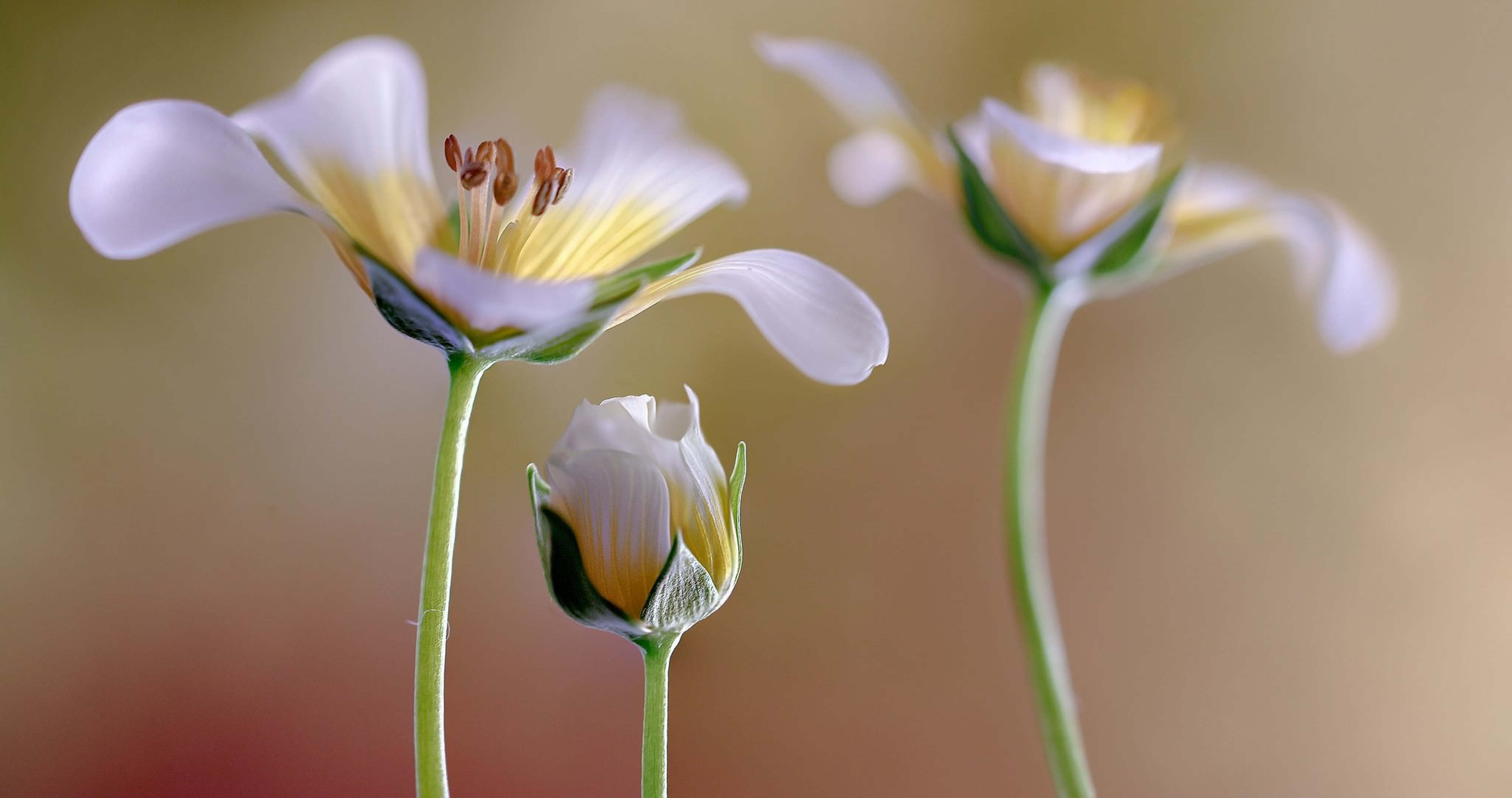 Ultra Hd 4k White Flower 4k - HD Wallpaper 