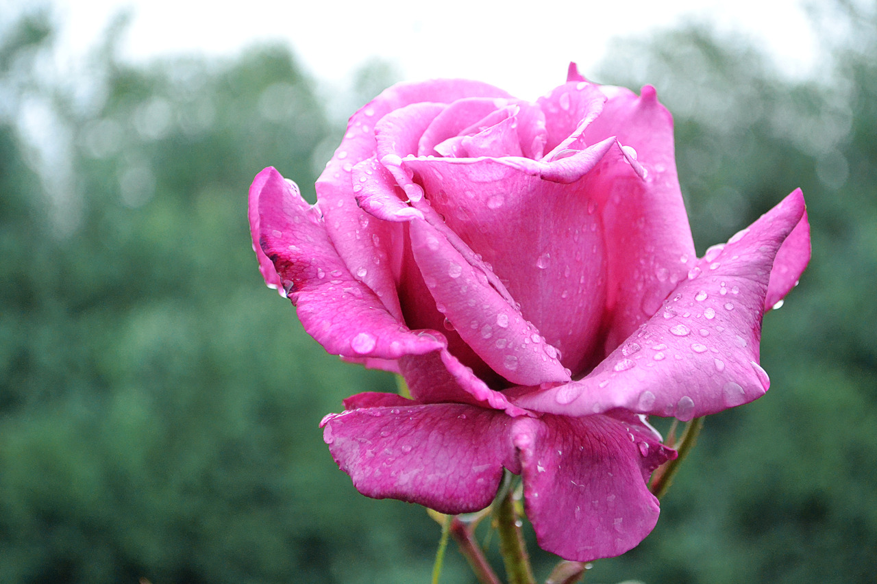 Raindrop Wallpaper Hd Download - HD Wallpaper 