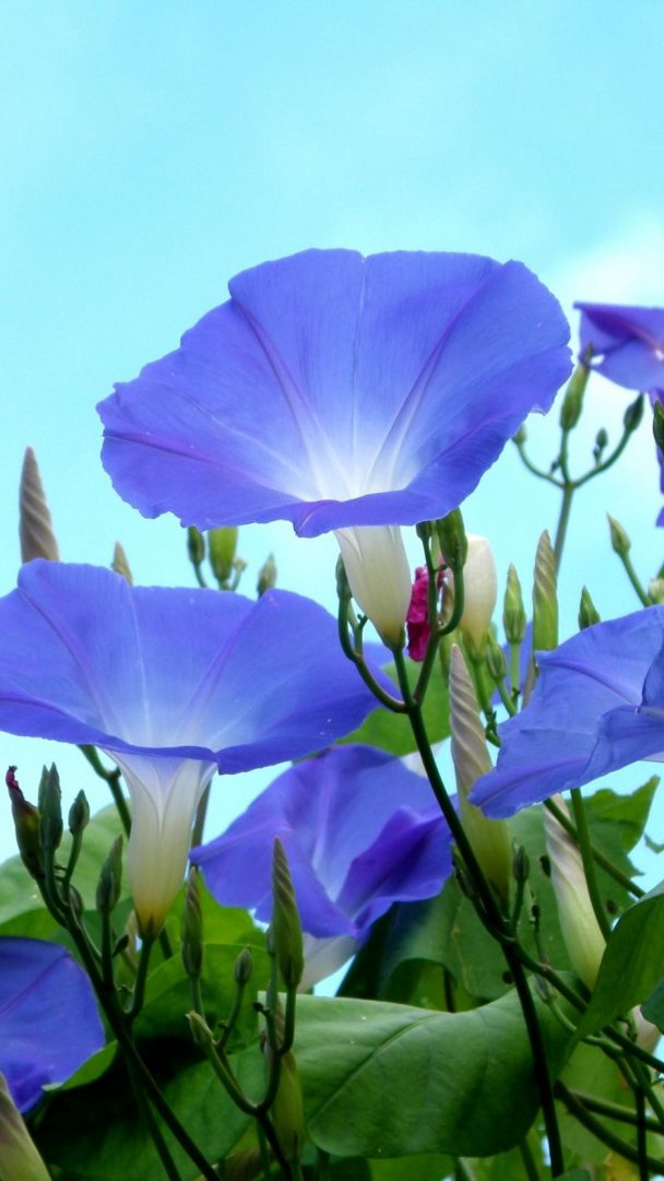 Flower - HD Wallpaper 