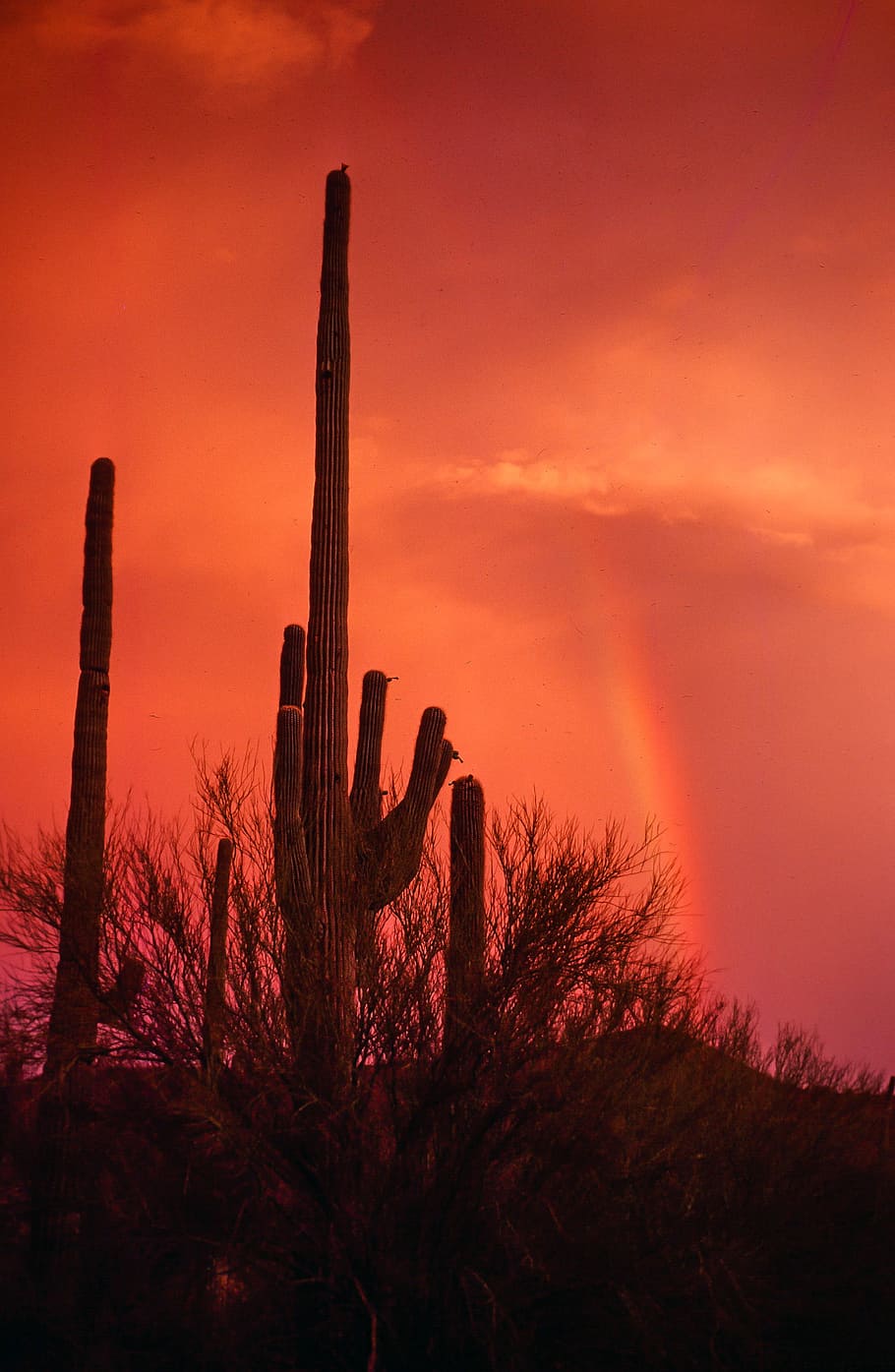 Rainbow Over Saguaro Cactus During Sunset, Arizona, - Arizona Sunset - HD Wallpaper 