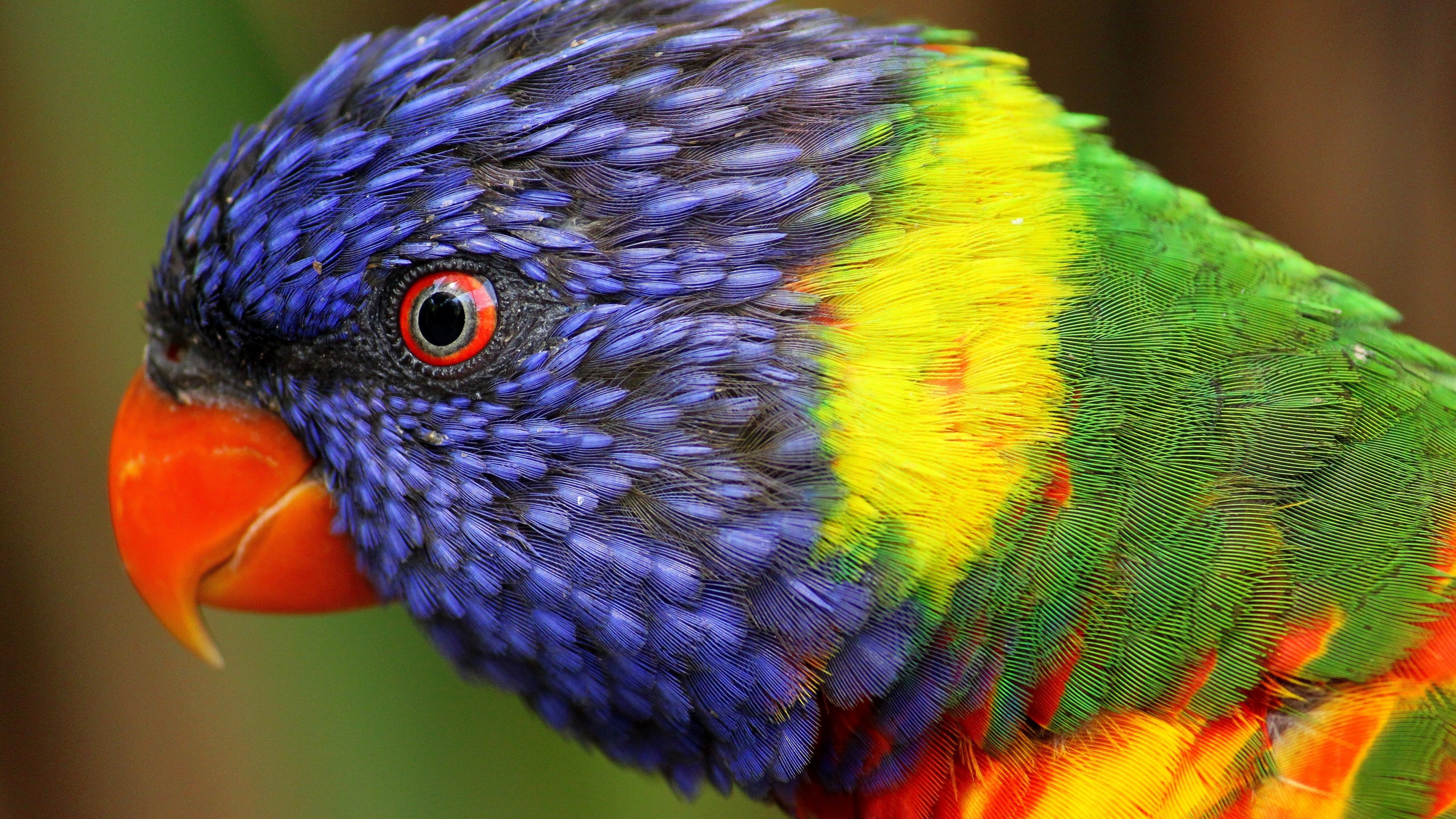 Exotic Birds Close Up - HD Wallpaper 