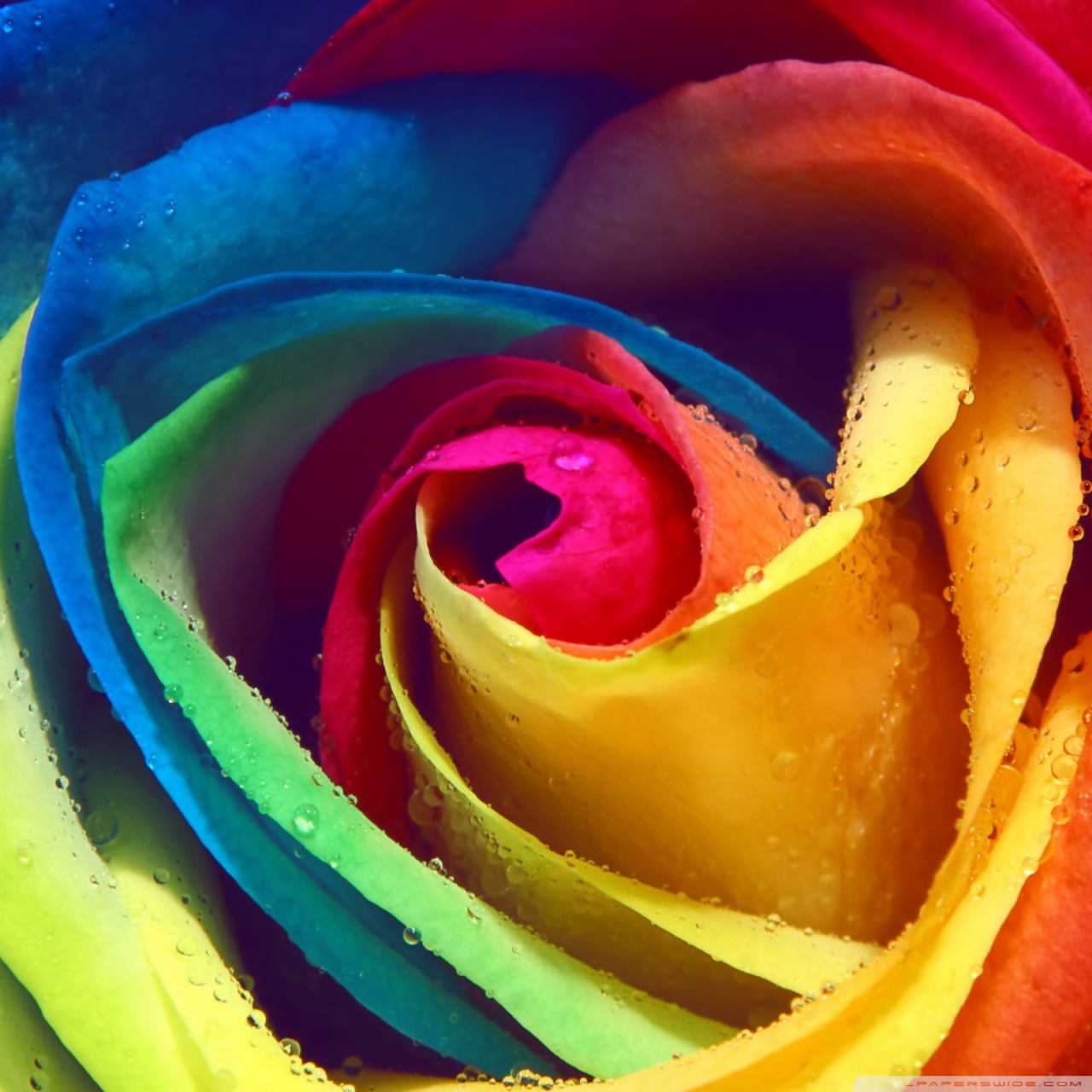 Rainbow Wallpapers For Android 1280x1280 Wallpaper teahub.io