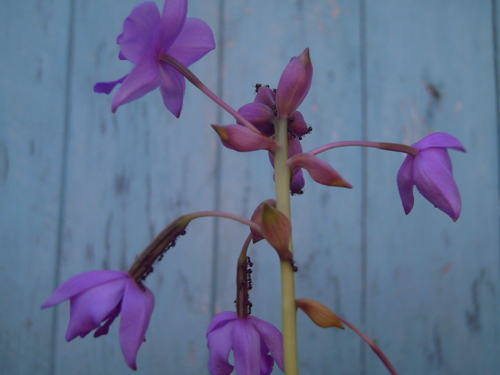 Cattleya - HD Wallpaper 