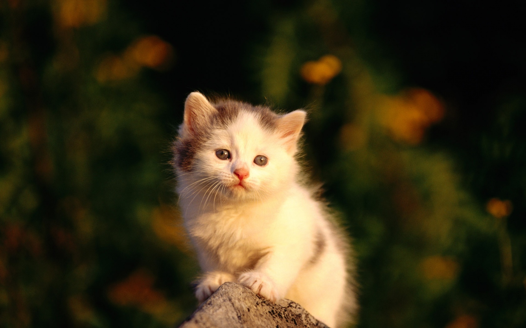 Cute Cat Photos Download - HD Wallpaper 