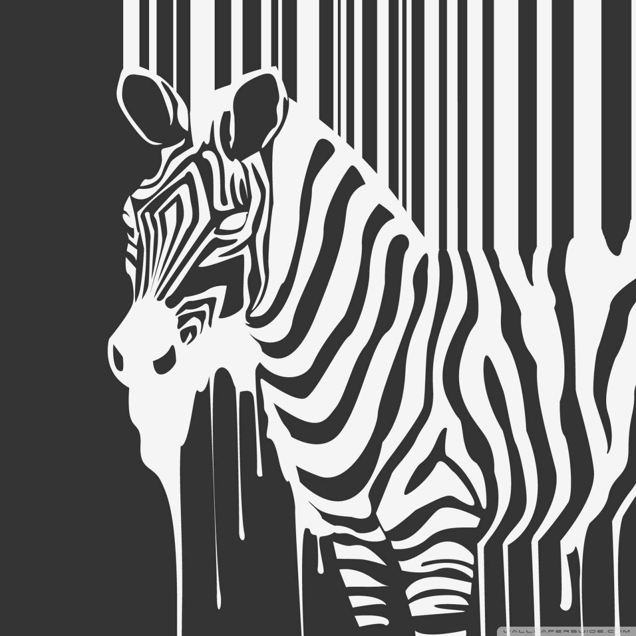 Zebra Wallpaper Iphone - HD Wallpaper 