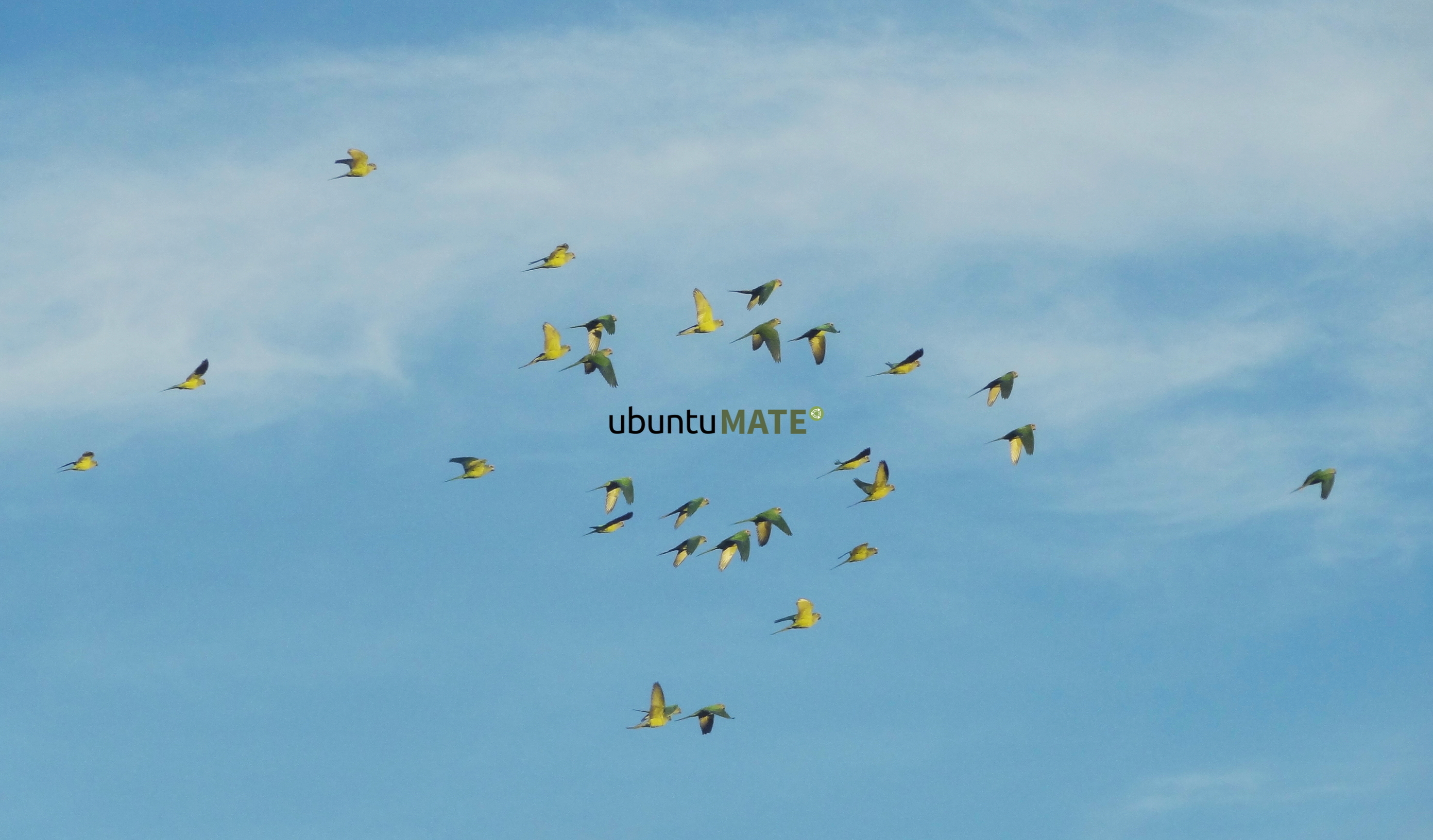 Flock - HD Wallpaper 