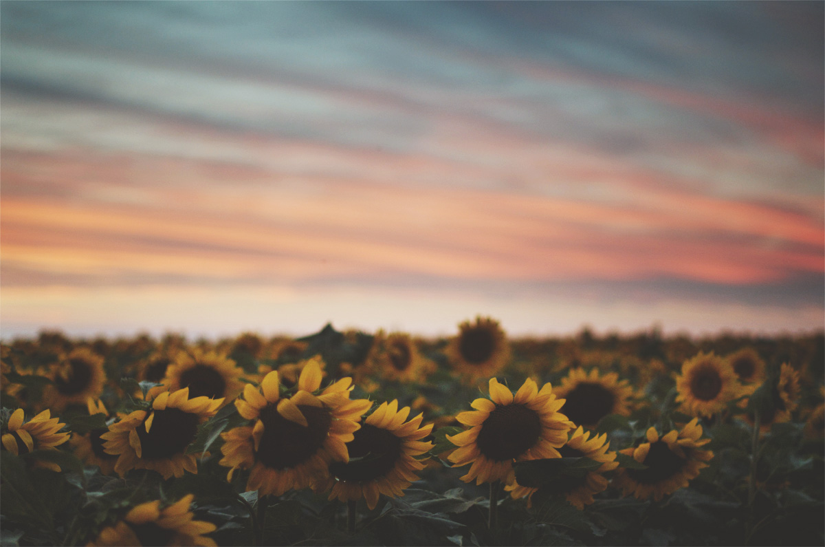 Colors, Nature, And Sky Image - Beautiful Sunset With Sunflowers - HD Wallpaper 