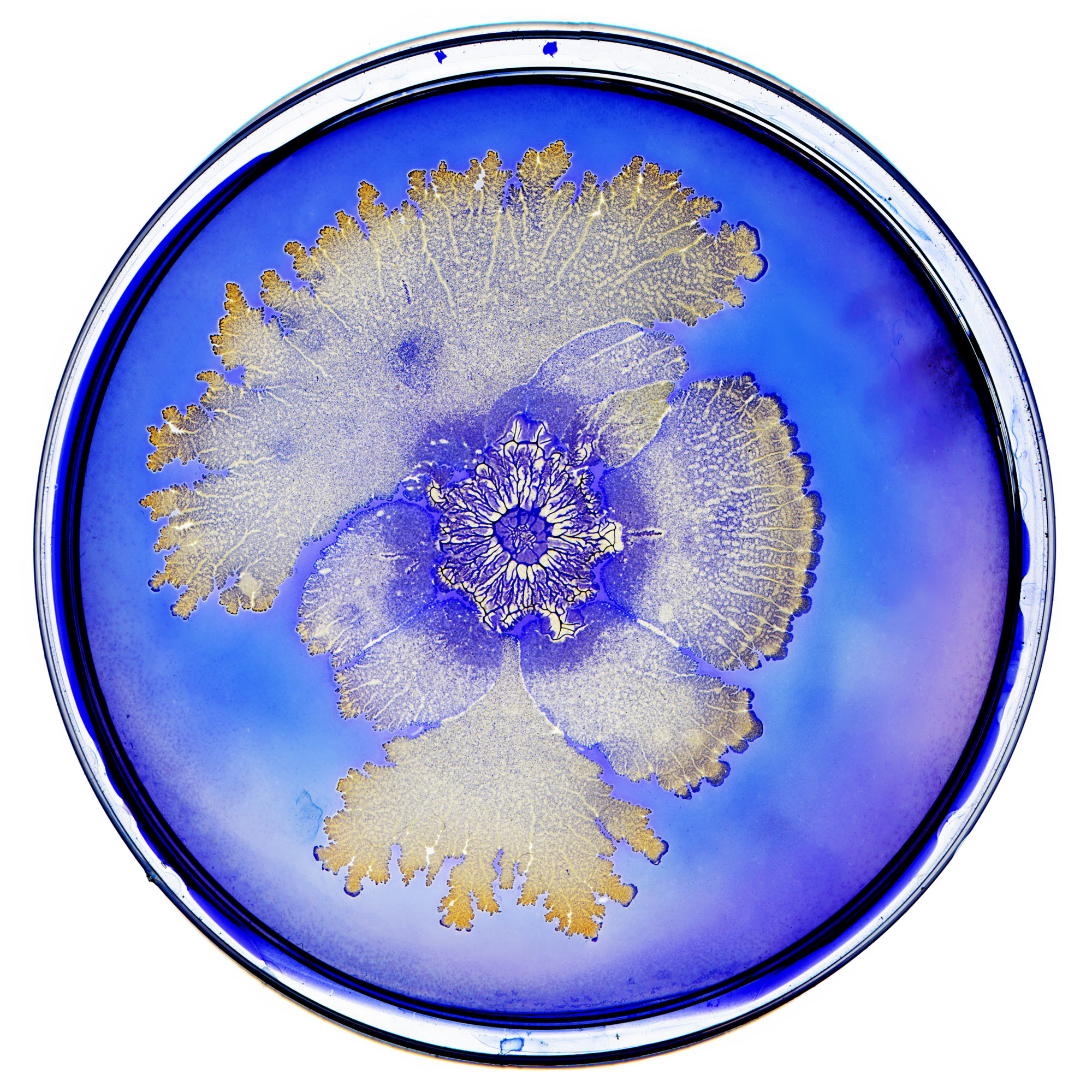 Bacteria Petri Dish Png - HD Wallpaper 