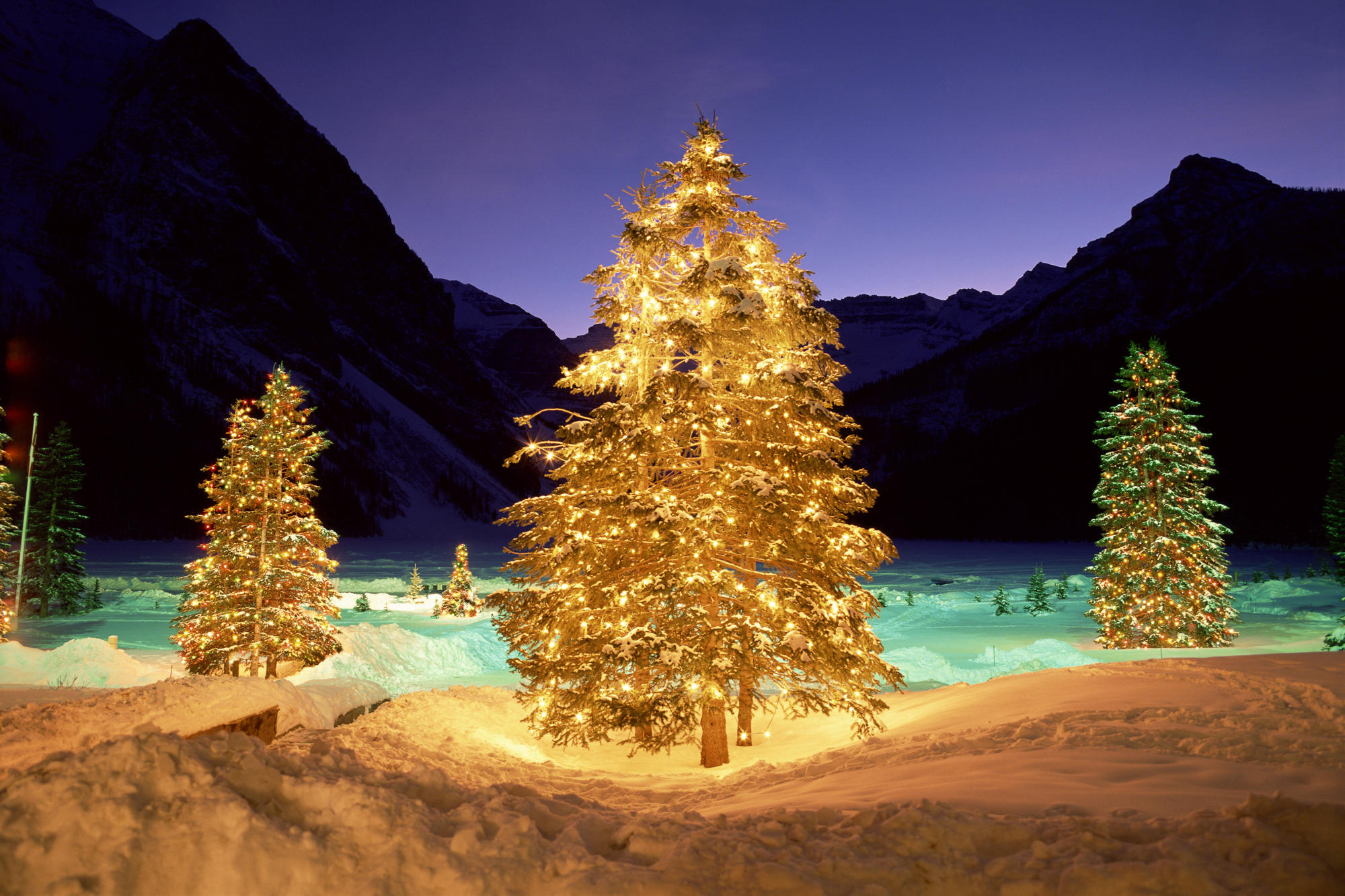 Christmas Trees In Nature - HD Wallpaper 