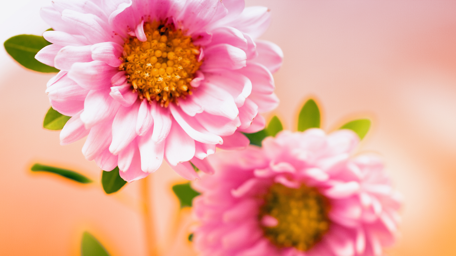 Pink Floral - Flower Hd Pink - HD Wallpaper 