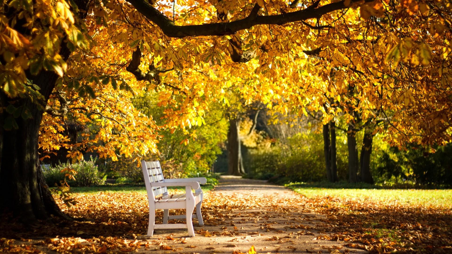 Autumn Leaves And Bench - HD Wallpaper 