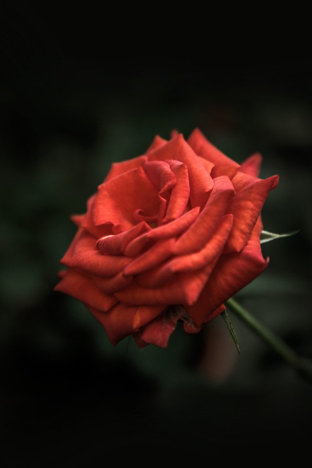Romantic Rose Day Quotes - HD Wallpaper 