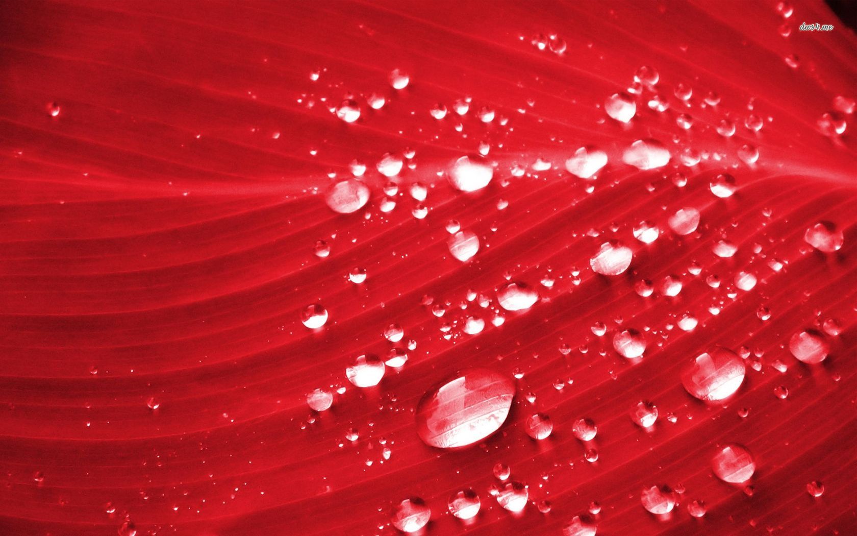 Red Leaf With Water Drop - HD Wallpaper 
