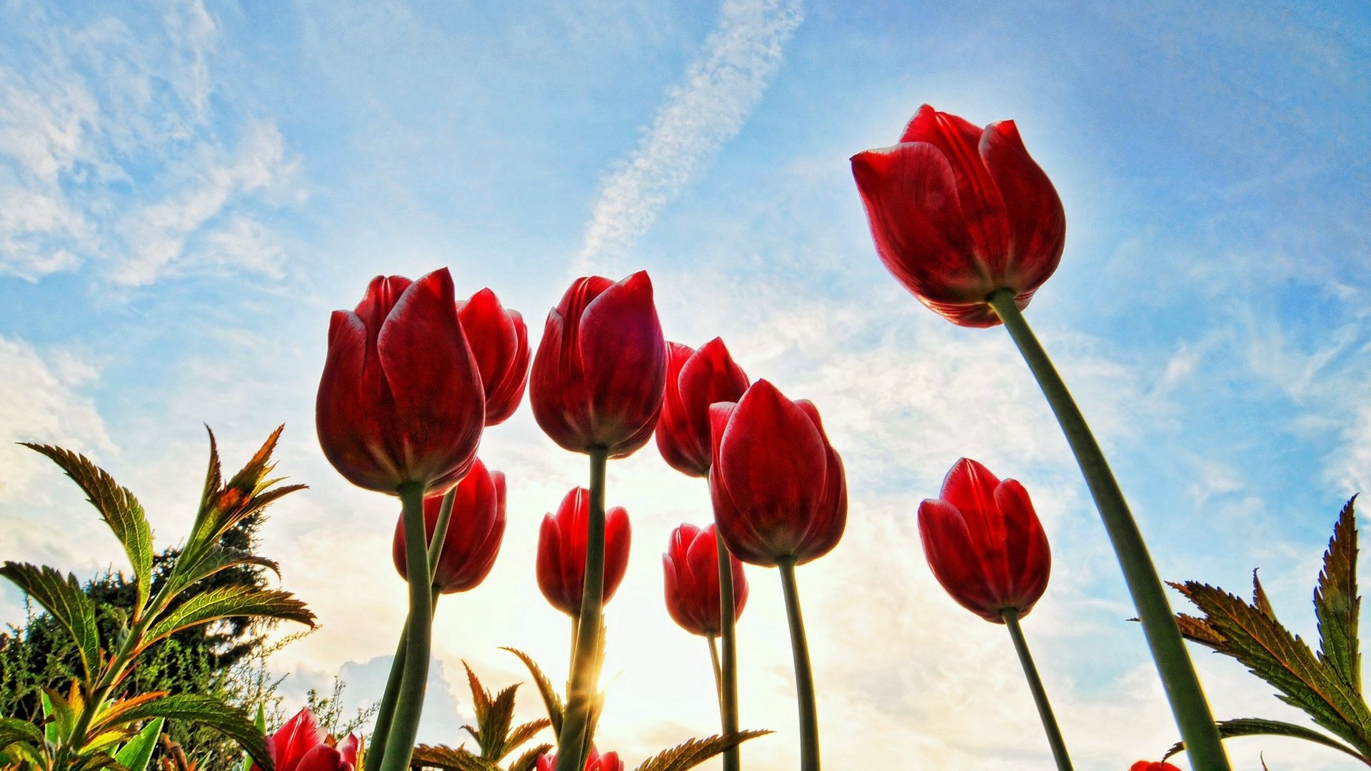 Sky Clouds Tulips Sunny Day Close Up - Red Tulip Hd - HD Wallpaper 