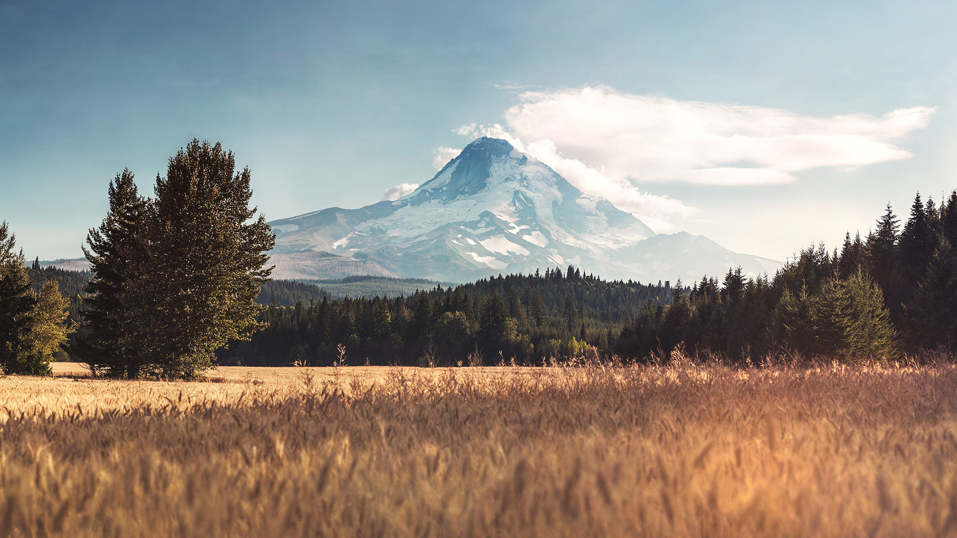 Wheat Field With Mountain - HD Wallpaper 