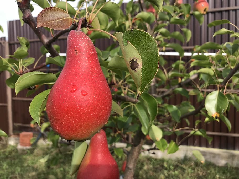 Pear, Garden, Tree, Growth, Healthy Eating, Fruit, - Pear - HD Wallpaper 