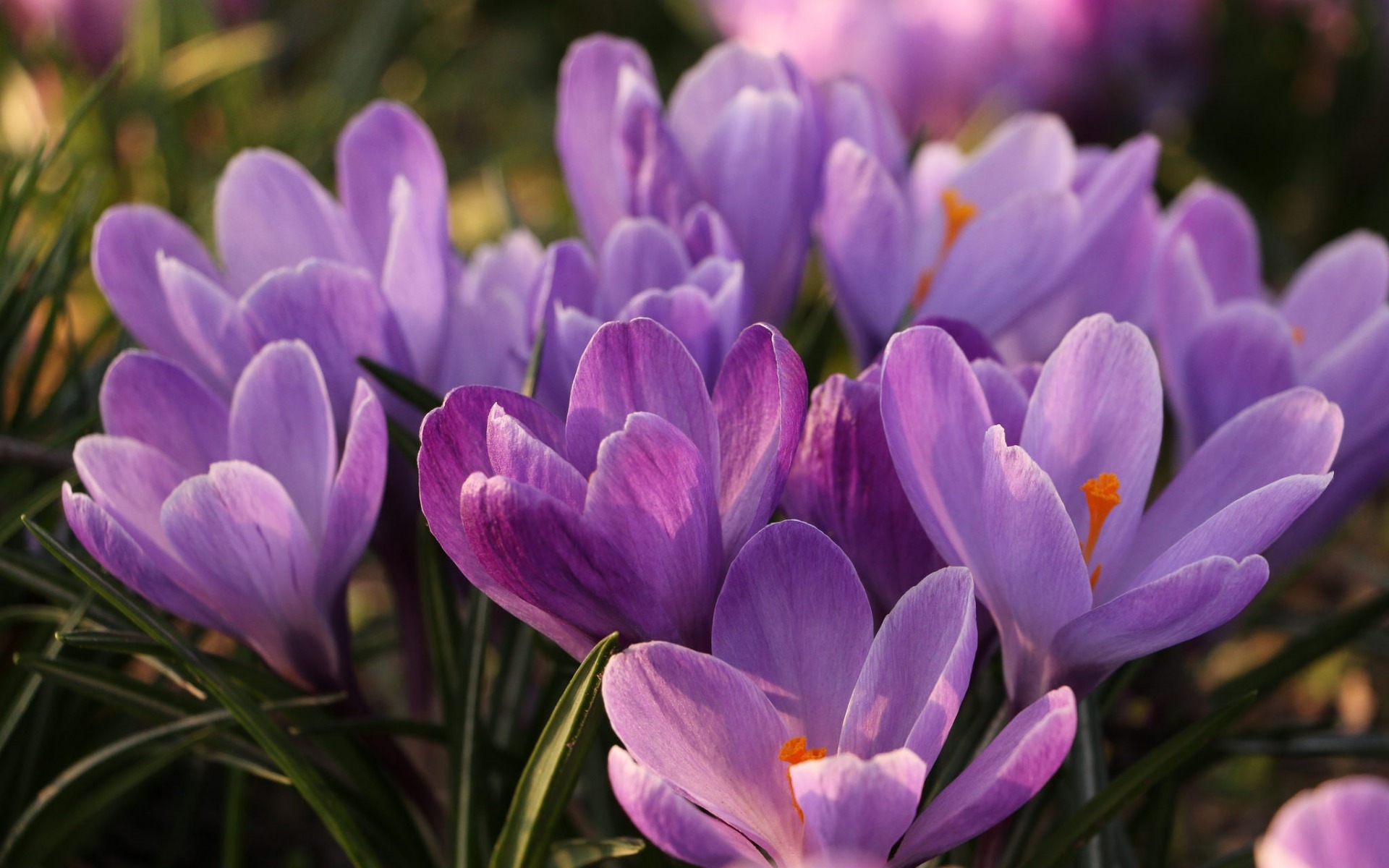 Crocuses, Purple Spring Flowers, Spring, Saffron, Wild - Viola Fiori Selvatici - HD Wallpaper 