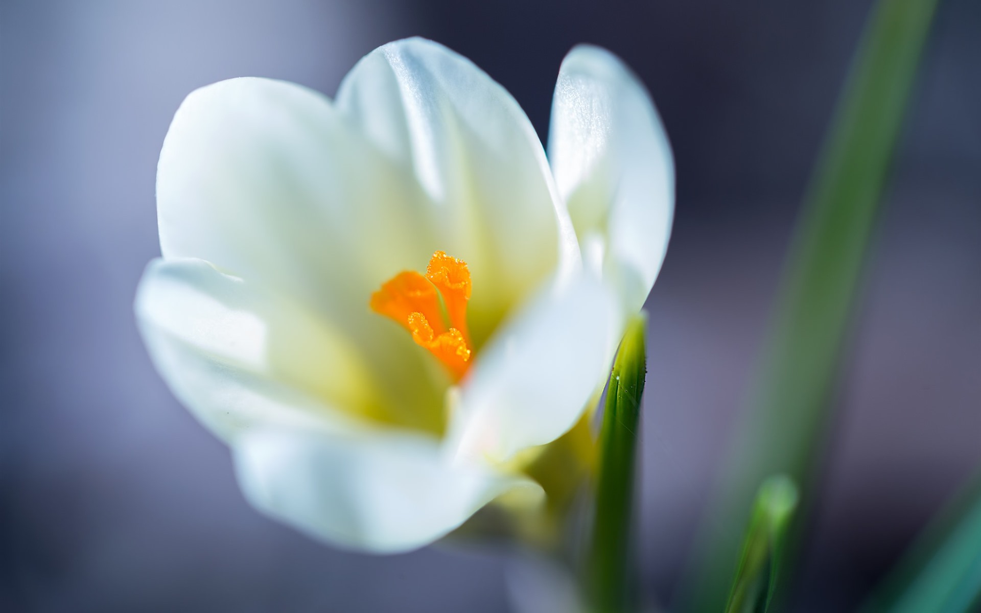 Wallpaper White Saffron, Flower, Petals - Saffron - HD Wallpaper 