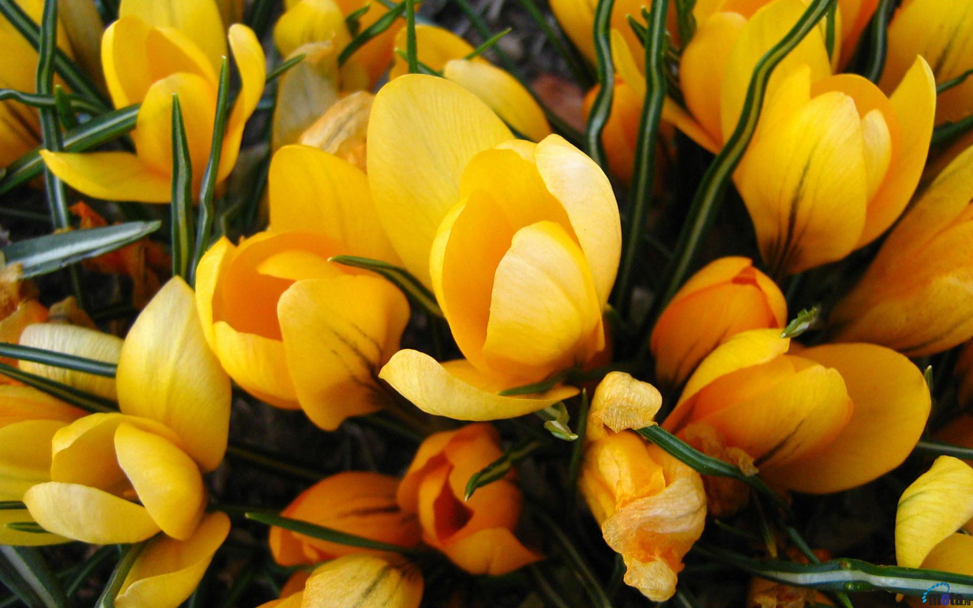 Saffron - Обои На Рабочий Стол 1920х1080 Цветы Желтые - HD Wallpaper 