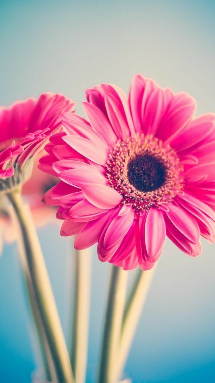 Pink Image Of Flowers - HD Wallpaper 