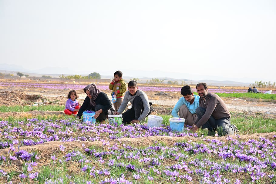 Saffron Farmers, Amiri, Group Of People, Real People, - Viola - HD Wallpaper 