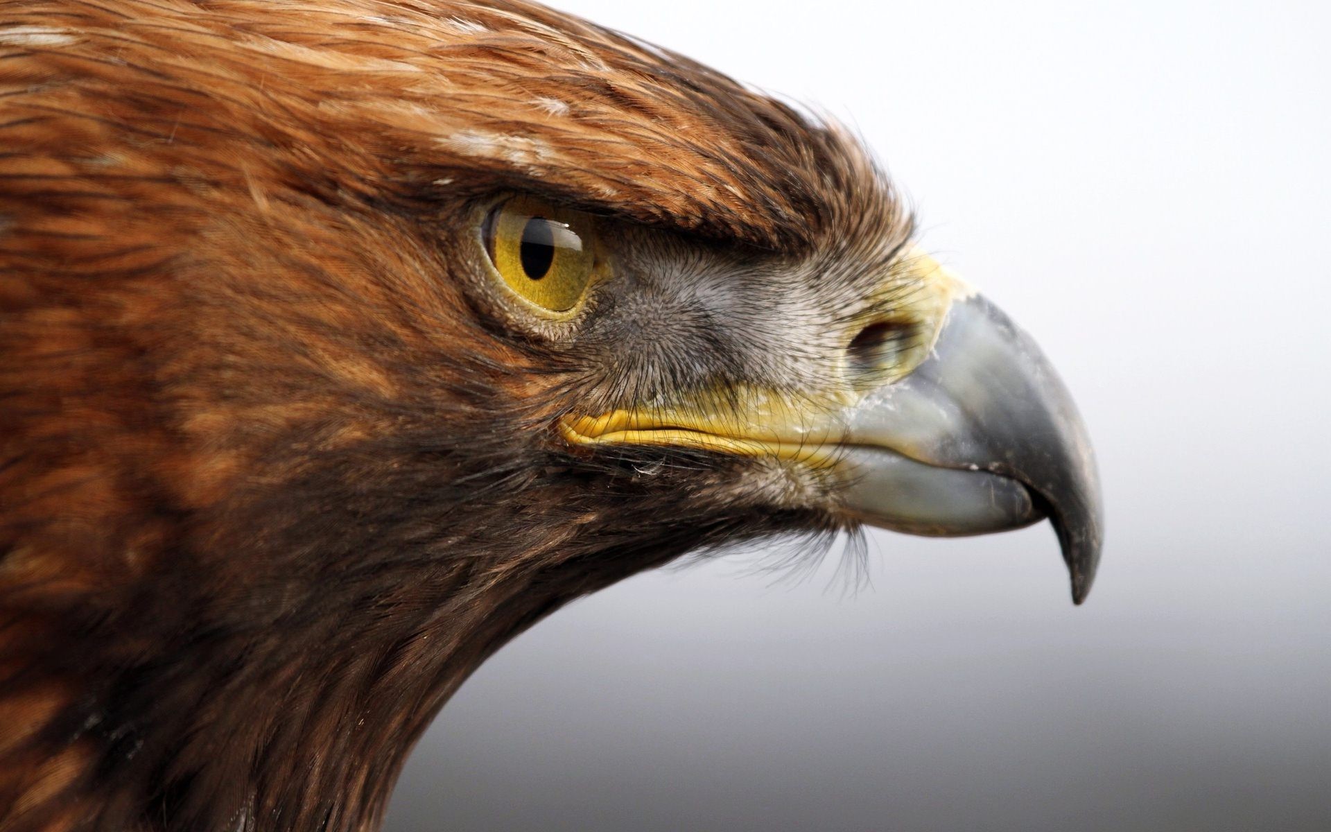 1920x1200, Golden Eagle Wallpapers - 3d Golden Eagle Wallpaper Desktop - HD Wallpaper 