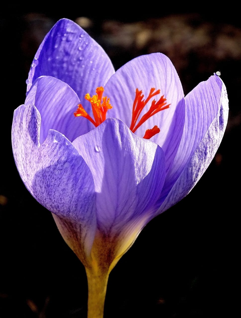 Purple Saffron Crocus Preview - Spring Crocus - HD Wallpaper 