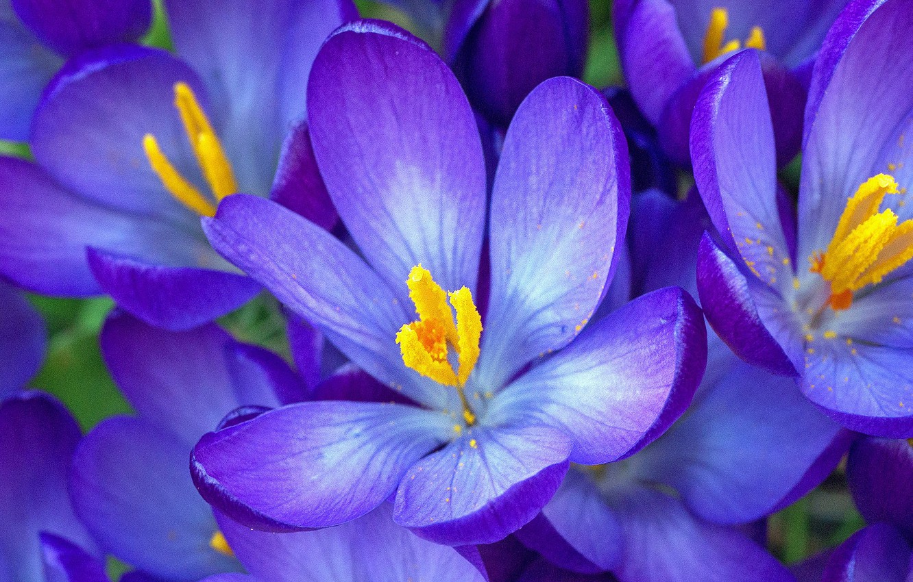 Photo Wallpaper Macro, Petals, Crocuses, Saffron - Tommie Crocus - HD Wallpaper 