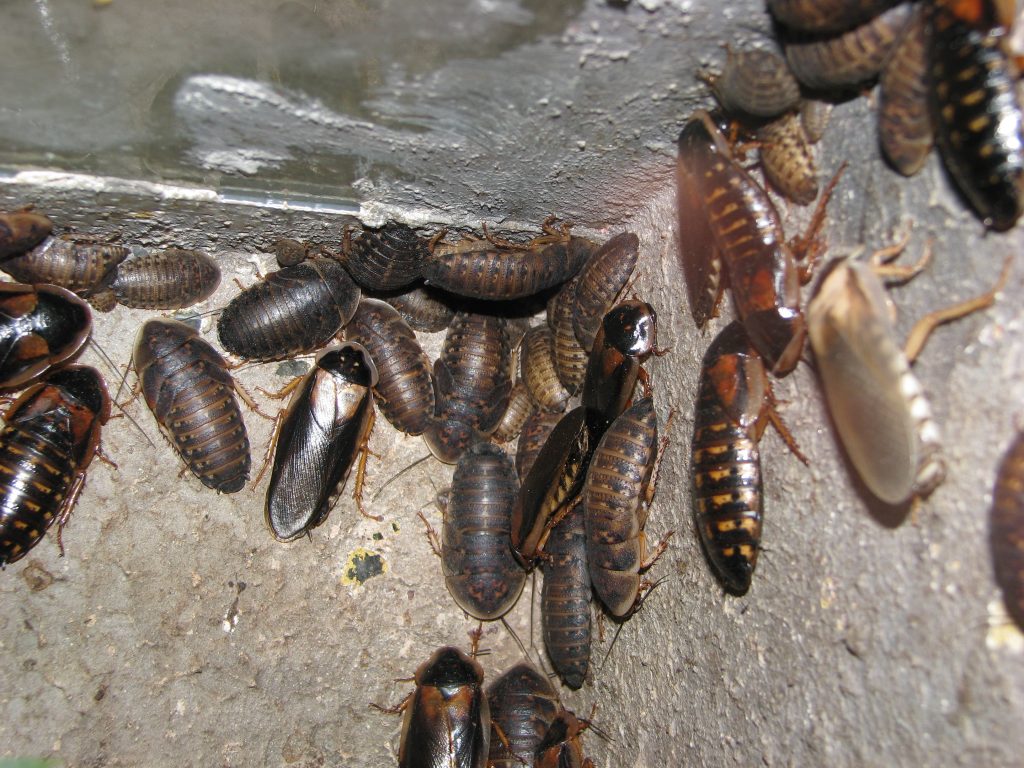 Dubia Roaches - Cucaracha De La Calavera - HD Wallpaper 