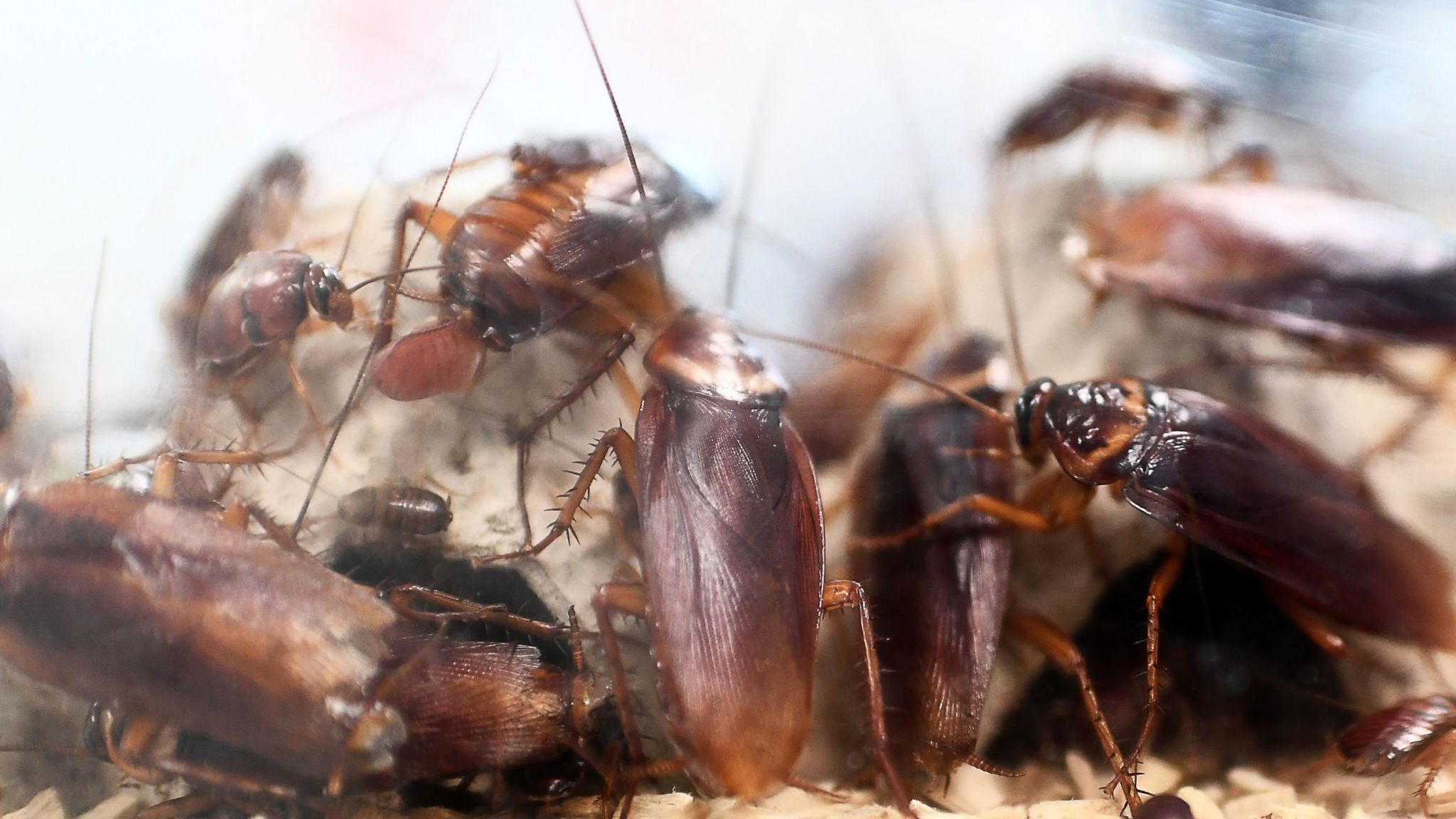 Chinese Eat Cockroaches - HD Wallpaper 