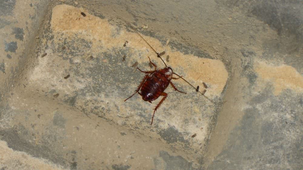 Roach Nest - HD Wallpaper 